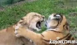 老虎和狮子打架视频,老虎与狮子激战正酣